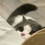 Lulu Aijunware Profile Picture